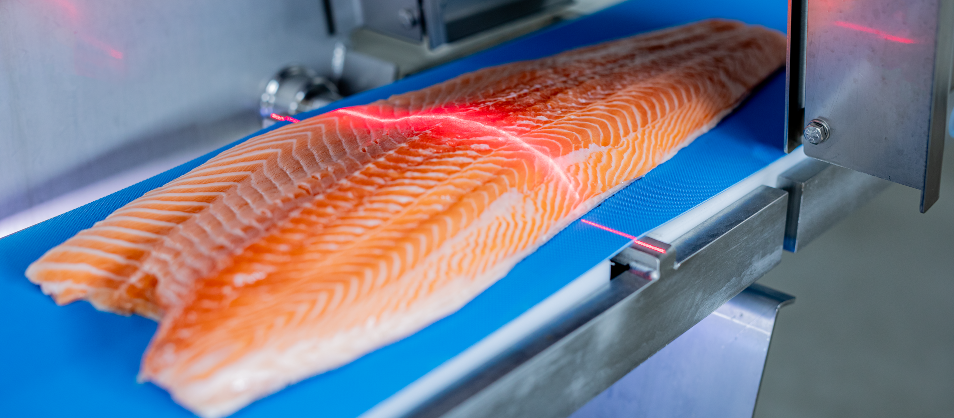 Portion Fish To Perfection With High quality Yield Borncut portion-fish-to-perfection-with-high-quality-yield-borncut